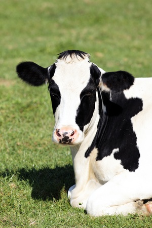 Portrait of black and white cow lying downの写真素材