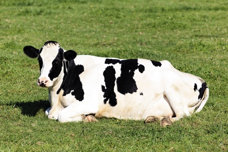 Black and white cow lying down on green grassの写真素材