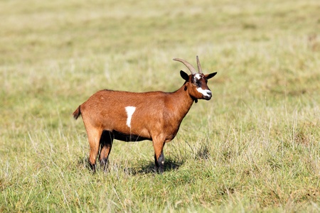 goat in a field in morning lightの写真素材