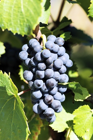 mature grape-vine waiting the harvesting in Franceの写真素材