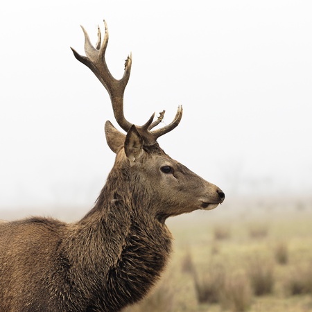 wild deer in forest with morning fog in winterの写真素材