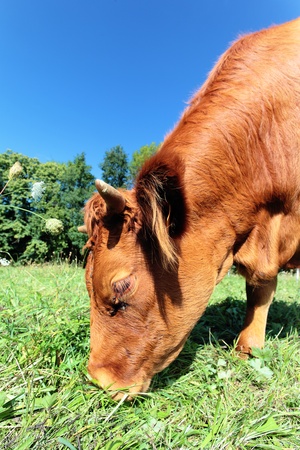Wide angle view of a cow on green grassの写真素材