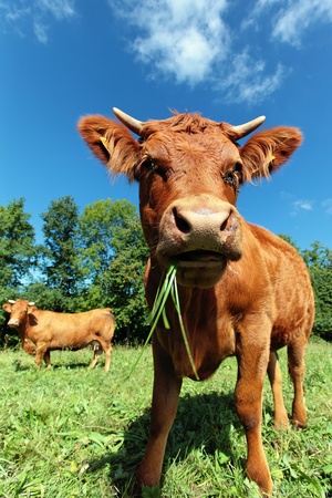 Wide angle view of a cow on a meadow. の写真素材