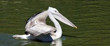 panoramic view of white pelican on waterの写真素材