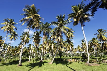 palm trees in tropical garden in summerの写真素材