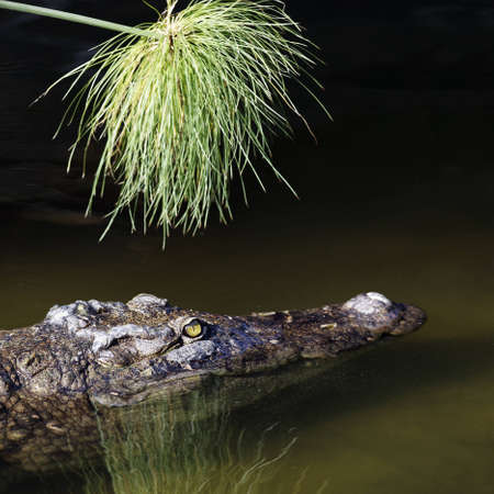 lonely crocodile with head above water hunting for food の写真素材