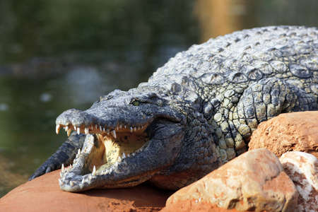 crocodile resting on a rock under the sunの写真素材