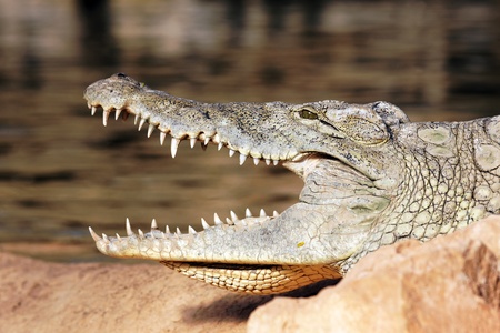 head of crocodile resting on a rock with open mouthの写真素材