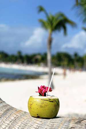 Coconut with drinking straw on a palm tree on a beachの写真素材