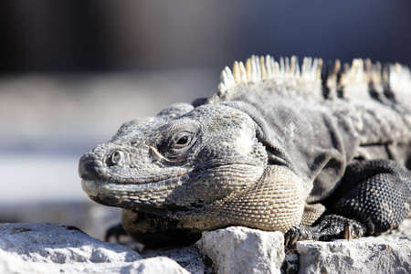 iguana portrait on the rock under the sunの写真素材