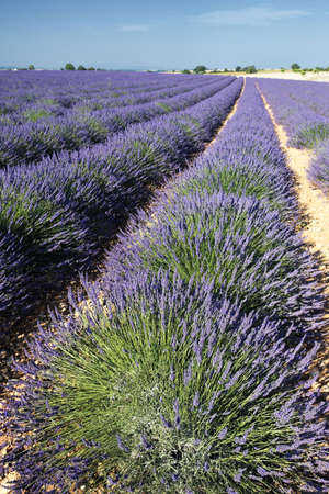 lavender field in summer under the sunの写真素材