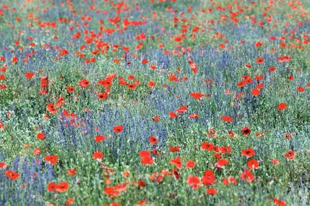 poppy and lavender field in France in summerの写真素材