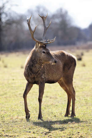 wild deer in alert in a meadowの写真素材