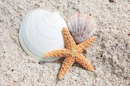 seastar and shells on a caribbean beachの写真素材