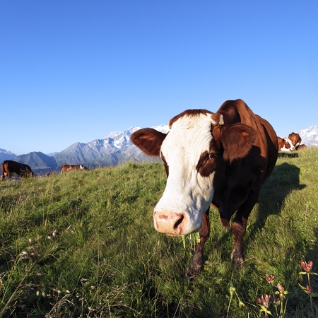 cow in alpine mountain in summerの写真素材
