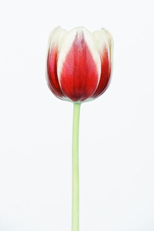 tulip on white isolated backgroundの写真素材