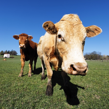 brown cows and blue sky in french countryの写真素材