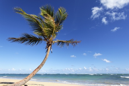 beautiful palm tree on caribbean beach in summerの写真素材