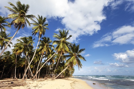 beautiful caribbean beach with palm trees and blue skyの写真素材