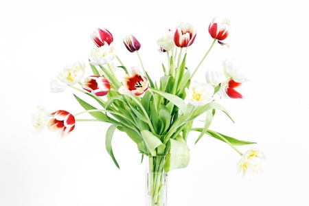 Beautiful red and yellow tulips on white background の写真素材