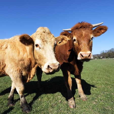 two brown cows and blue sky in french countryの写真素材
