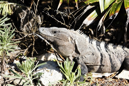 Wild iguana in nature under the sun in Mexicoの写真素材
