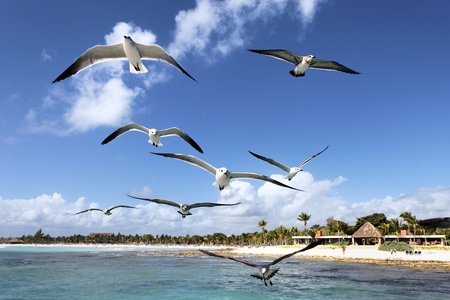somes seagulls flying in blue sky in Mexicoの写真素材