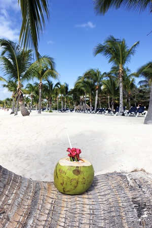 Coconut drink on a palm tree on beachの写真素材