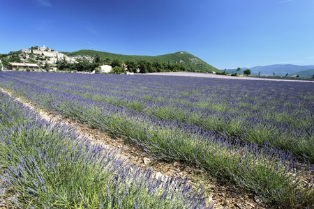 landscape with lavender field and Banon village in Franceの写真素材