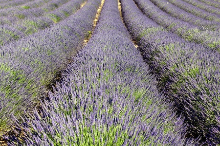 rich lavender field in Provence in summerの写真素材