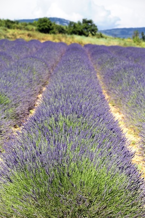 line of lavender field in France in summerの写真素材