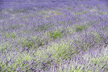 A rich lavender field in Provence, Franceの写真素材