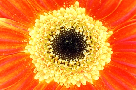 orange gerbera flower closeup. の写真素材