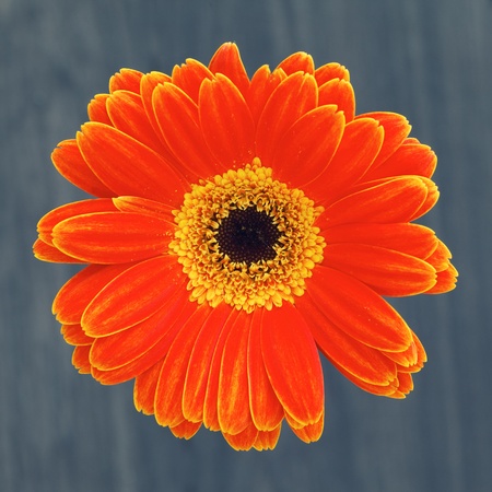 gerber flower isolated on brown background の写真素材