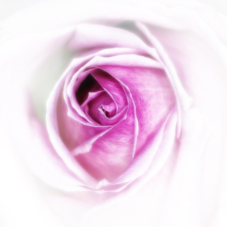 pink rose close up glamourの写真素材