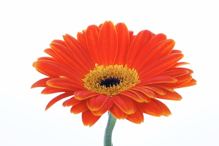 beautiful orange gerbera isolated on white の写真素材