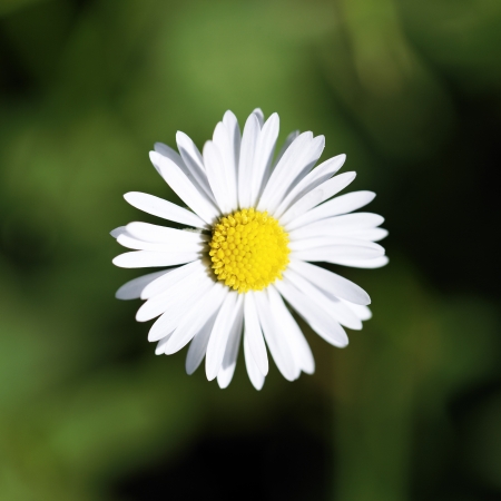 Lovely daisy, with a shining heart in springの写真素材