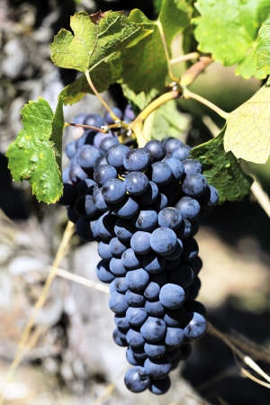 mature grape-vine waiting the harvesting, Franceの写真素材