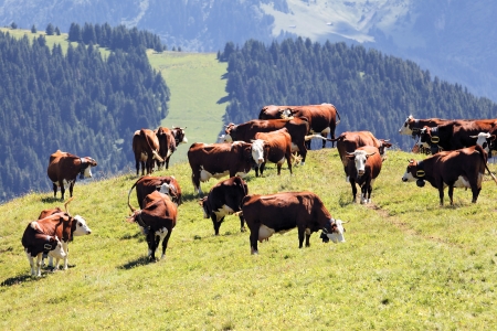 alpine landscape with cows in France in springの写真素材