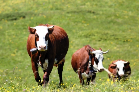 alpine mountain with cows in France in springの写真素材