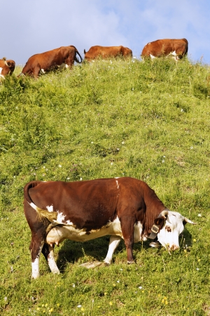 alpine landscape with cow and green grass in Franceの写真素材