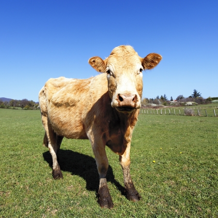 brown cow on green grass in french country in summerの写真素材