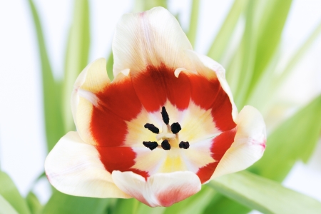 red tulip on white isolated backgroundの写真素材