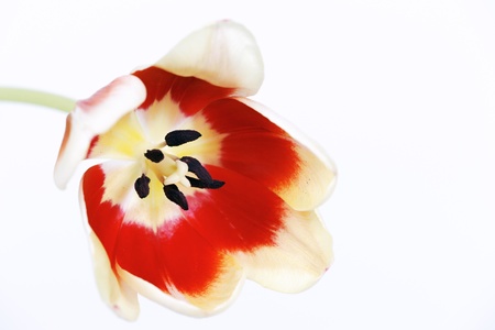 beautiful red tulip on white isolated backgroundの写真素材