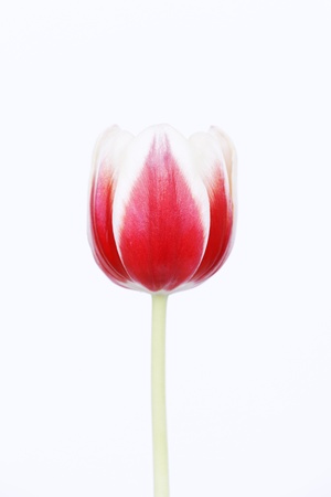 red tulip on white isolated backgroundの写真素材