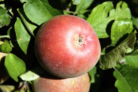 red apples on a branch ready to be harvested の写真素材