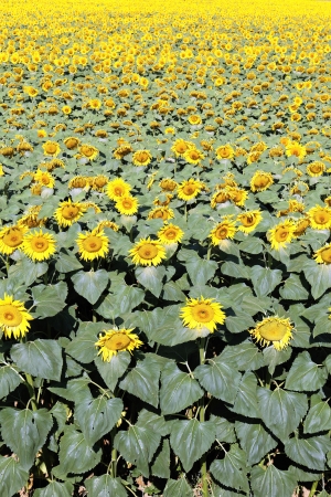 big sunflower field over blue sky and bright sun lights の写真素材
