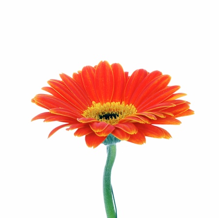 orange gerbera isolated on white background in studioの写真素材