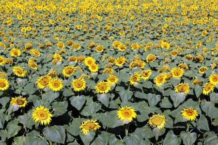sunflower field over blue sky and bright sun lights の写真素材