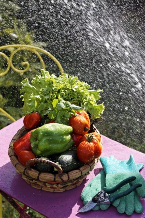 fresh vegetables on the table with water jetの写真素材